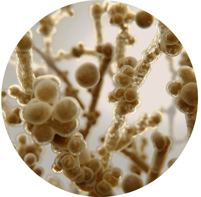 artrose behandeling